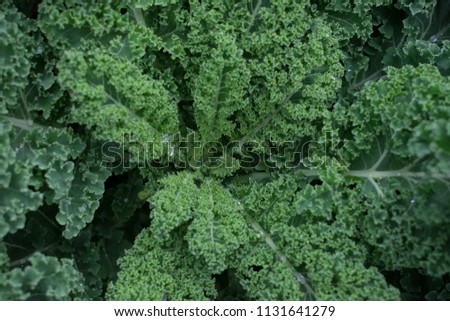 Organic background. Fresh photo of cabbage kale grows on a garden bed. Nutrition picture of a healthy diet.