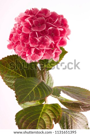 Pink hydrangea, picture taken with heavy flash