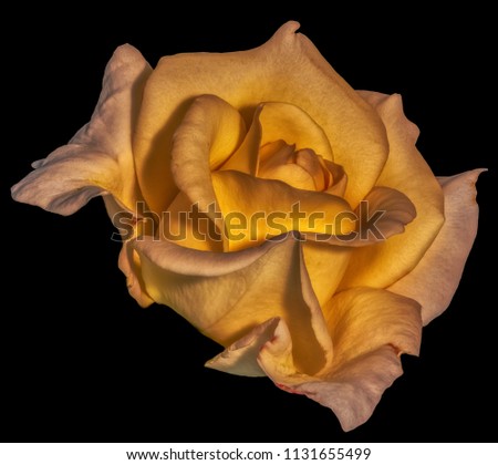 Fine art still life dark color flower photo of a yellow rose blossom with detailed texture on black background in vintage painting style