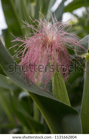 Immature maize with purple threads growing from the plant