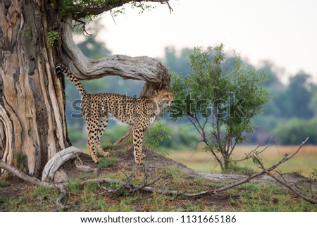 Cheetah marking its territory in the Okavango Delta, Botswana