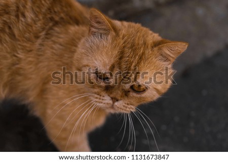 an orange cat with a flattened snout and unusual eyes with a badge like a snake on a dark background