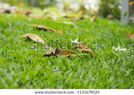 Dry leaves fall on the green grass.