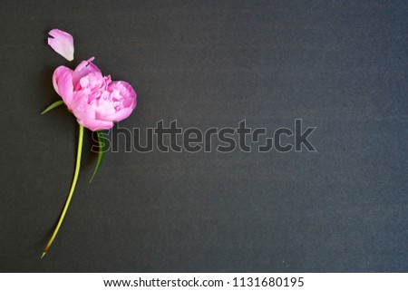 peony bud on a black background space for text
