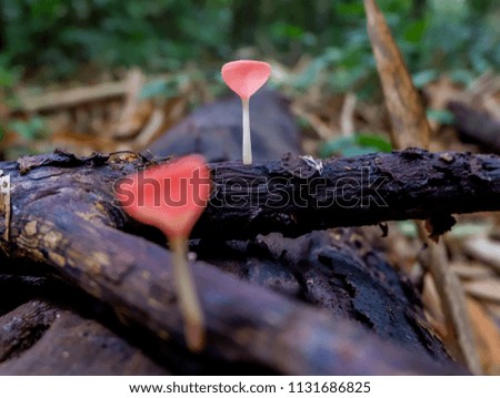 Cookeina tricholoma mushroom on log
