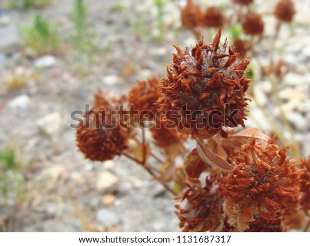 Brown dried rounded plant.    