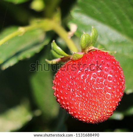 strawberry. Red and ripe strawberry. Strawberry picking