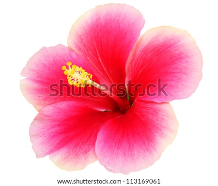 Pink Hibiscus on white background Royalty-Free Stock Photo #113169061