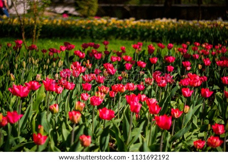 Toned picture of field of pink tulips outdoor in sunny day shallow depth of field 