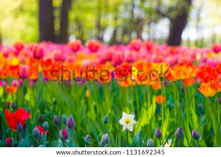 Toned picture of field of colorful tulips outdoor in sunny day shallow depth of field 