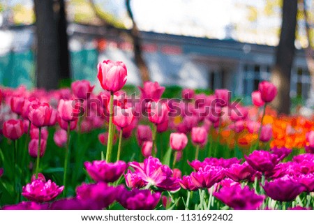 Toned picture of field of colorful tulips outdoor in sunny day shallow depth of field 