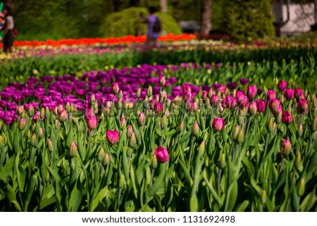 Toned picture of field of purple tulips outdoor in sunny day shallow depth of field 