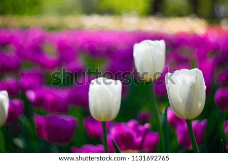 Toned picture of field of white and purple tulips outdoor in sunny day shallow depth of field 