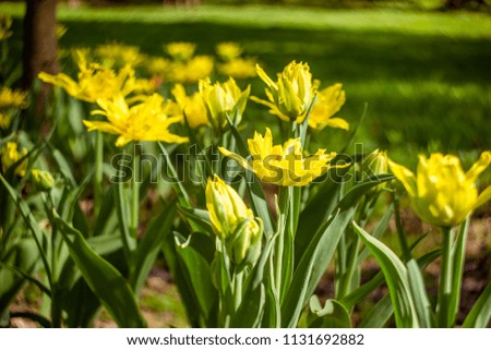 Toned picture of field of yellow tulips outdoor in sunny day shallow depth of field 