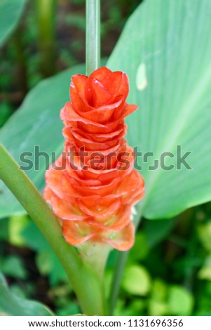 Narrow-leaved Sunflower or Helianthus angustifolius Linn flower orange flower in natural
