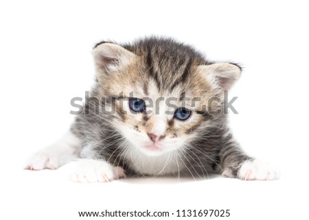 Playful gray kitten on a white background isolated