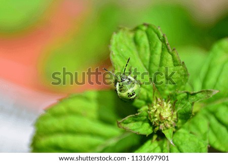 Nymph of a green stink bug ( Palomena prasina ) on green leaf in nature