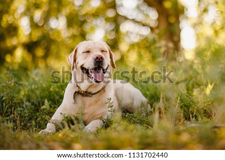 Active, smile and happy purebred labrador retriever dog outdoors in grass park on sunny summer day. Royalty-Free Stock Photo #1131702440