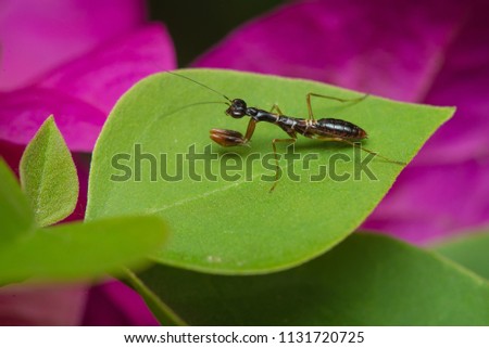 A young mantis larva sits on a leaf and waits for prey