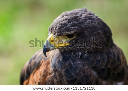 bird called falcon, sitting and looking, green bokeh background 