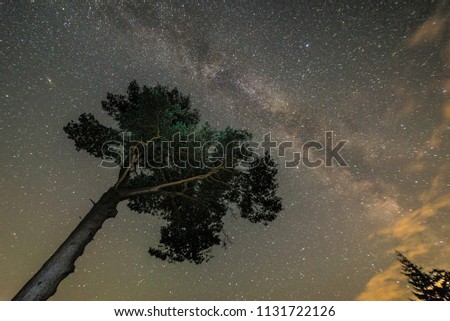 Milky Way Starry Sky & Beautiful Tree Lit Against Night Sky