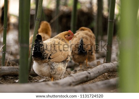 A group of hens that feeds in a bamboo forest Royalty-Free Stock Photo #1131724520