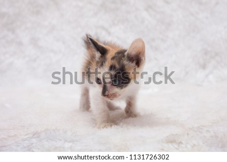 baby cat on white puffy background