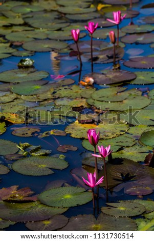 vertical image of lotus flower on water