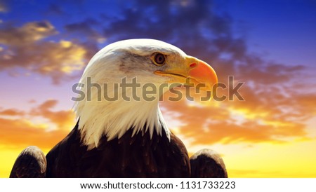 Portrait of a Bald Eagle (Haliaeetus Leucocephalus) with sunset sky at the background.