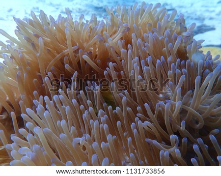 Coral flower underwater or ocean