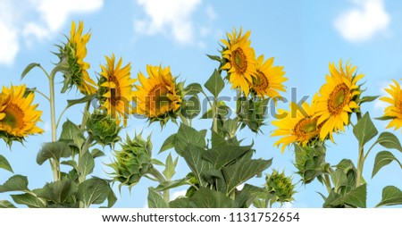 Panorama of sunflowers on the  slightly cloudy blue sky on a clear day