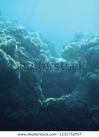 sea reefs underwater background unit isolate
