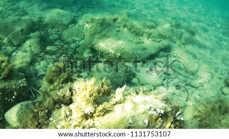 sea reefs underwater background unit isolate