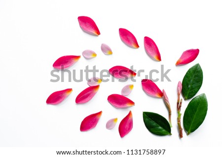 Frangipani flowers red and white on white background.