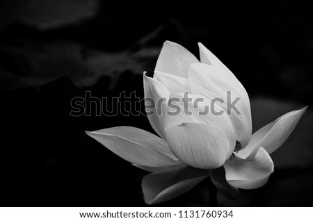 A white lotus that gives a feeling of gentleness and tranquility. The flowers used to worship the Buddha in Buddhism.
Monochrome