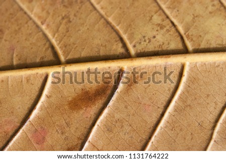 Leave the surface  seamless pattern. autumn leave for background . Leave color change