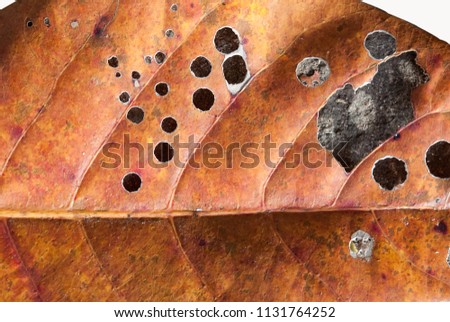Leave the surface  seamless pattern. autumn leave for background . Leave color change