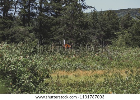 whitetail buck deer 