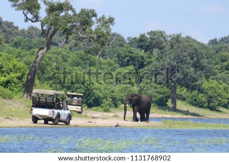 Safari truck in front of an elephant, from a boat in Chobe National Park, during the noon on a sunny day, during the wet season, Botswana, Africa Royalty-Free Stock Photo #1131768902