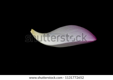A piece of petal floating in water Royalty-Free Stock Photo #1131772652
