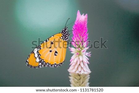A butterfly sitting on the flower plant on a beautiful spring morning with a nice soft green background