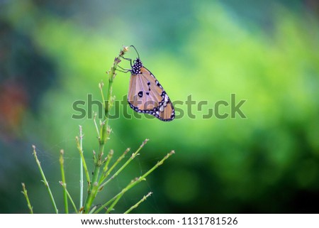 A butterfly sitting on the flower plant on a beautiful spring morning with a nice soft green background