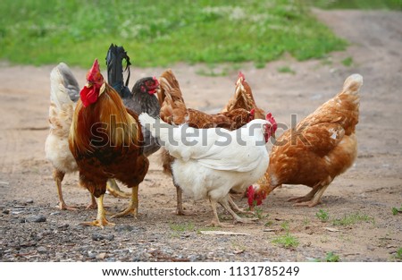 Rooster and Chickens. Free Range Cock and Hens Royalty-Free Stock Photo #1131785249