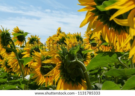 Juicy greens of large elite sunflowers on the field during the summer noon.
