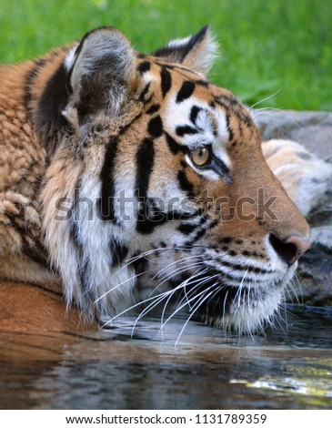 In water the tiger (Panthera tigris) is the largest cat species. It is the third largest land carnivore (behind only the polar bear and the brown bear).