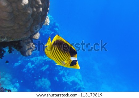 Coral and fish in the Red Sea.Diagonal butterfly.Egypt