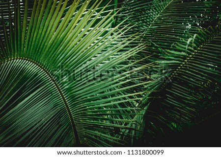 green leaf in nature texture background,coconut,tree summer hawaiian and pattern surface