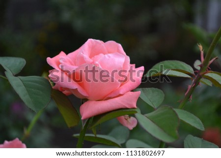 Pink rose. Queen of flowers. Luxury buds. Rose bush. Garden. A flower bed. Floriculture. Summer. Horizontal