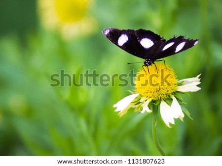 Eggfly butterfly sitting on the flower plants with a nice soft green background.