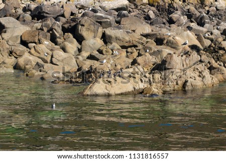 Marine birds, Rouzic Island Les Sept-Iles archipelago , Elusive islands, Côte de Granite Rose, Cotes d'Armor, Brittany, France